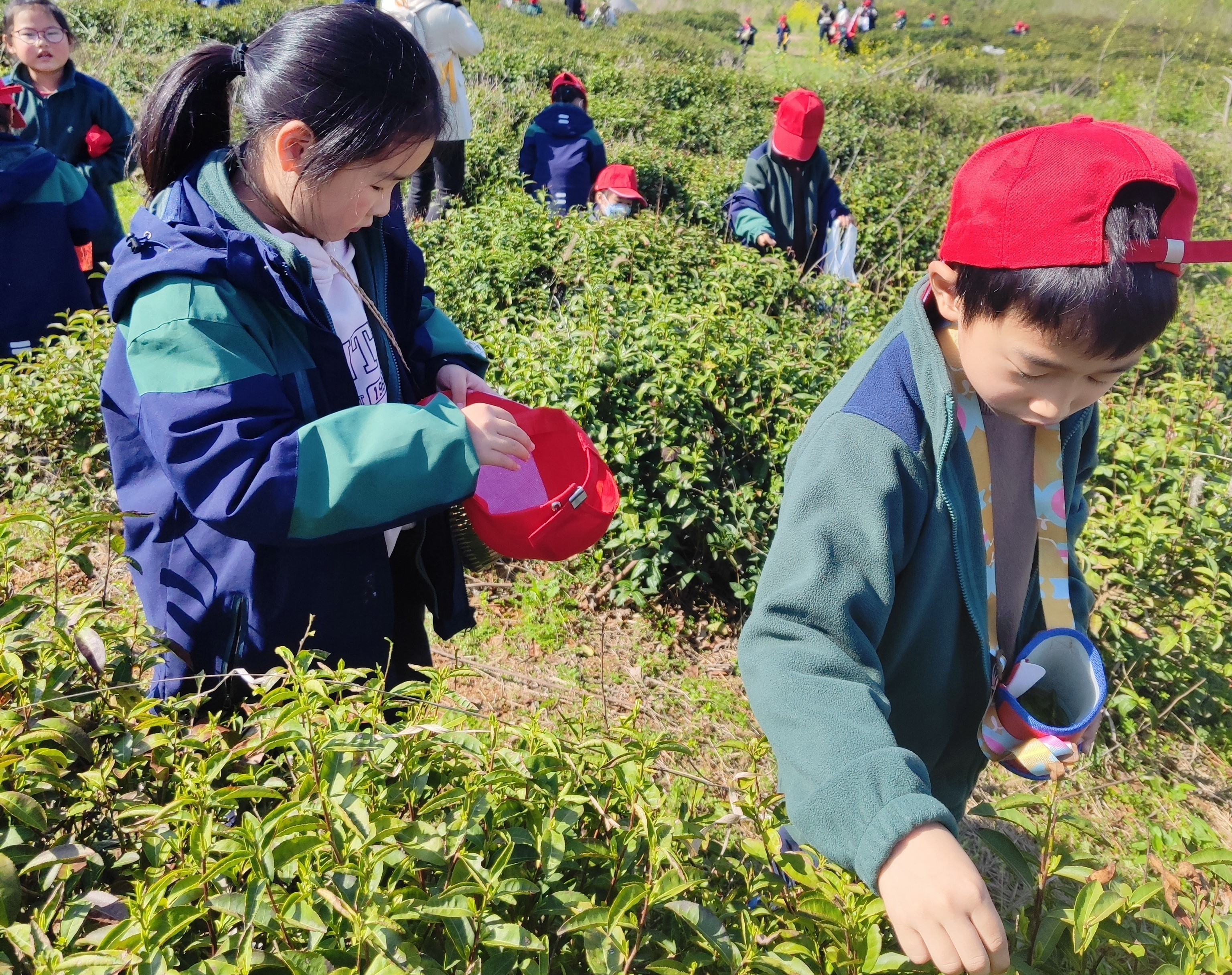 馬塘村關(guān)工委開展“走進(jìn)田園 趣味采茶”親子活動