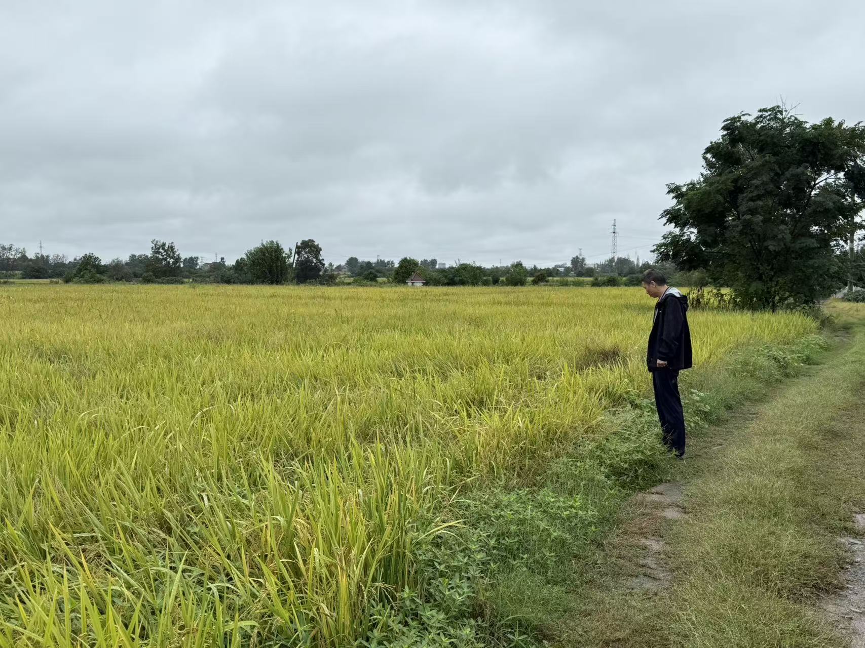 深入田間地頭?護航秋糧豐收