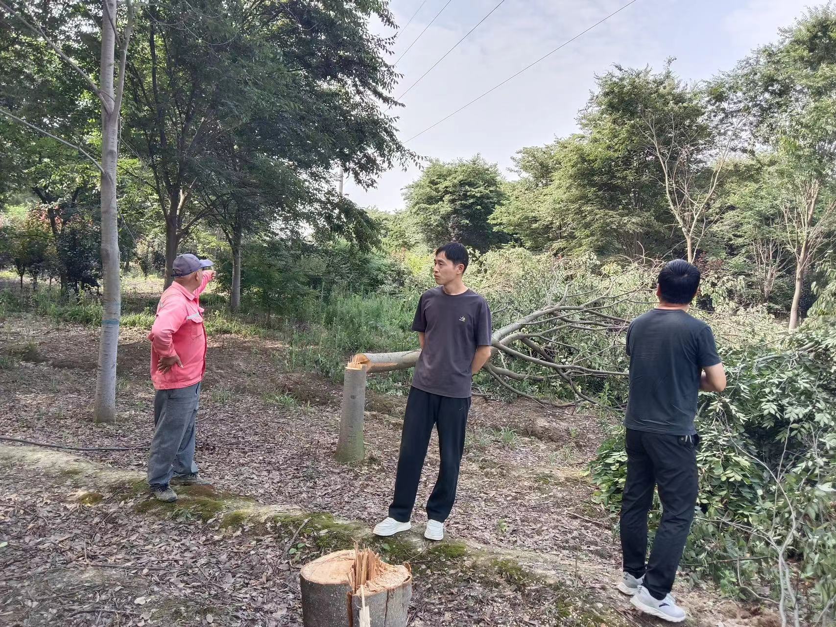 團(tuán)結(jié)村美麗鄉(xiāng)村建設(shè)再升級(jí)，樹木移栽工作穩(wěn)步推進(jìn)